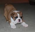    Male and Female English Bulldog Puppies for adoption